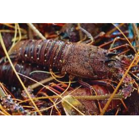 Australian Lobster(Live or Sashimi)