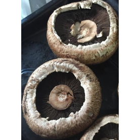 Big mushrooms