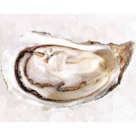 White Pearl Live Oyster-No.2