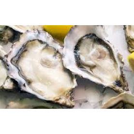 South Africa Live Oyster - M